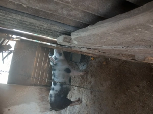 Vând porc de carne 17 kg aproximativ 120kg ! - imagine 3