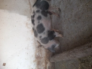 Vând porc de carne 17 kg aproximativ 120kg !