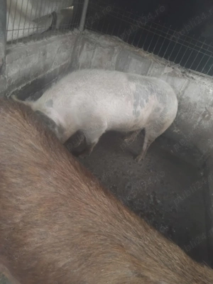 Vând scroafa in jur la 250 kg