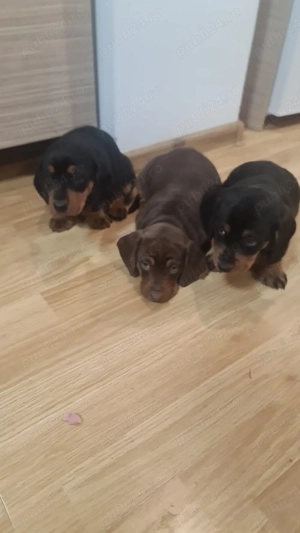 Vind pui teckel  - imagine 2