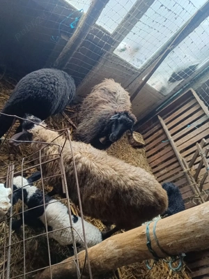 vand oi si capre - imagine 3