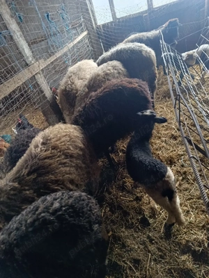 vand oi si capre - imagine 4