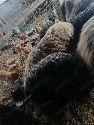 vand oi si capre - imagine 2