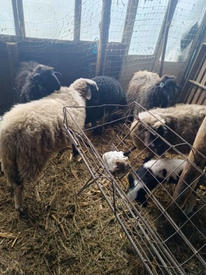 vand oi si capre - imagine 5