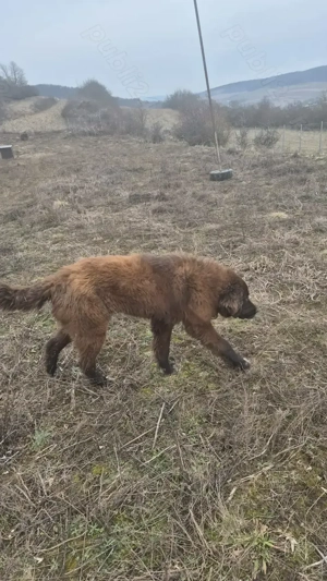 Ciobănesc românesc corb - imagine 3