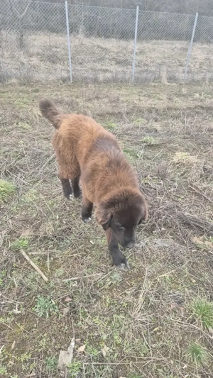 Ciobănesc românesc corb - imagine 2