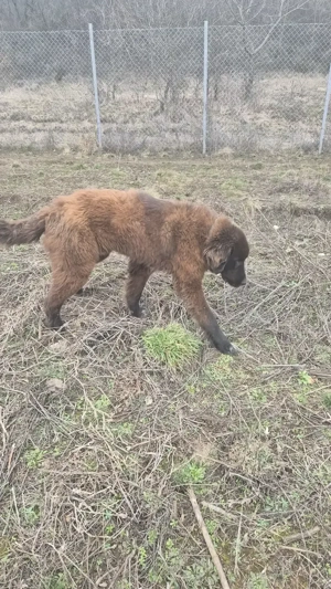 Ciobănesc românesc corb - imagine 4