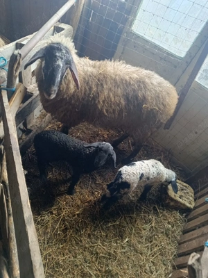 vand oi si capre - imagine 3