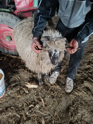 vand oi si capre - imagine 4