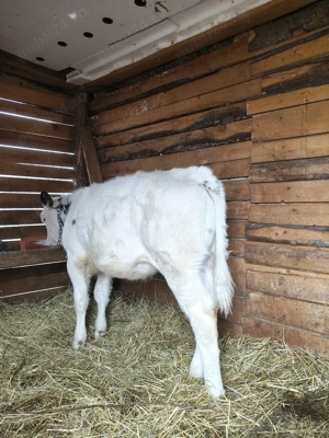 Vând 2 vițele una bălțată românească și una belga  - imagine 5