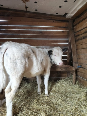 Vând 2 vițele una bălțată românească și una belga  - imagine 2