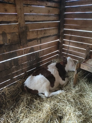 Vând 2 vițele una bălțată românească și una belga  - imagine 3