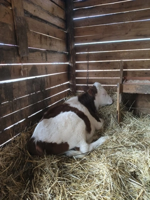 Vând 2 vițele una bălțată românească și una belga  - imagine 4