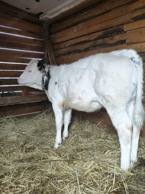 Vând 2 vițele una bălțată românească și una belga 