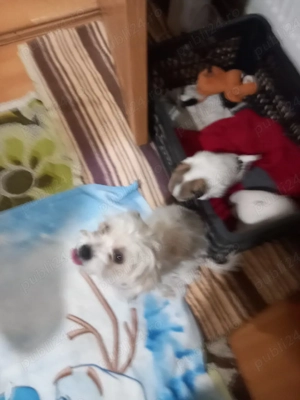 vind bichon  - imagine 4