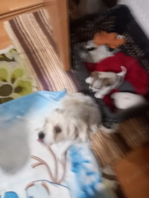 vind bichon  - imagine 2