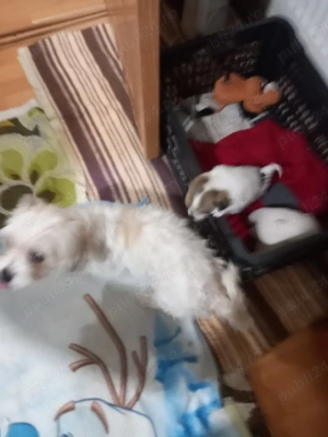 vind bichon  - imagine 5