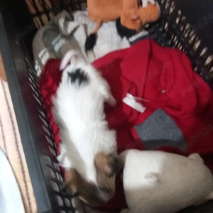 vind bichon  - imagine 3