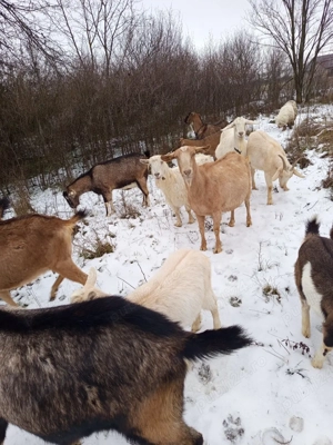 vand capre  - imagine 2