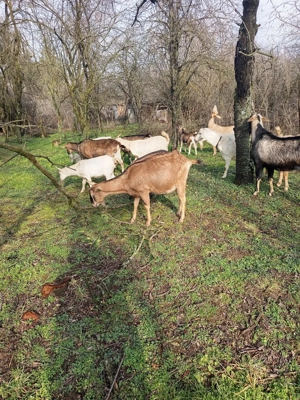 vand capre  - imagine 4