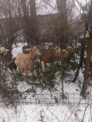 vand capre  - imagine 3