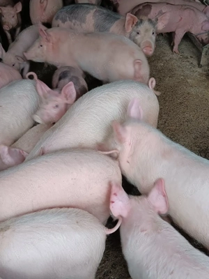 Purcei De Vânzare 15-35 kg  - imagine 2