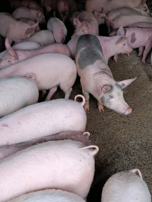 Purcei De Vânzare 15-35 kg 