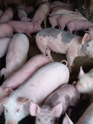Purcei De Vânzare 15-35 kg  - imagine 3