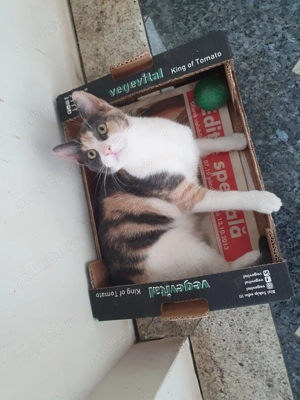 Doresc...o schimbare...de domiciliu! - imagine 3