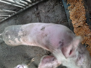 Purcica crescuta în gospodarie