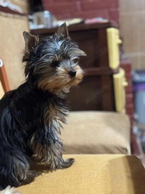 yorkshire terrier 