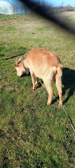 Vand capra alpina - saanen 