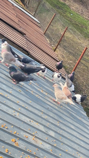 Porumbei Gainari - imagine 2