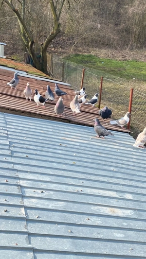 Porumbei Gainari - imagine 3