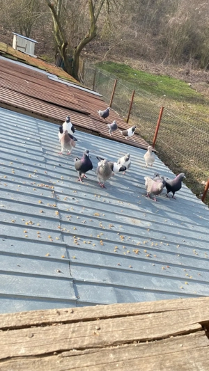 Porumbei Gainari - imagine 4