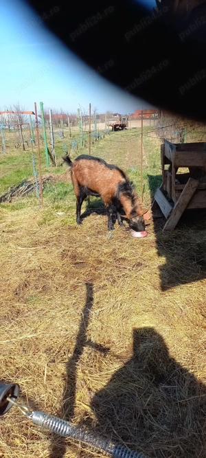 Vand tap alpin francez