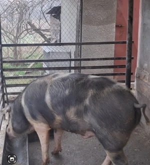 porci de vanzare