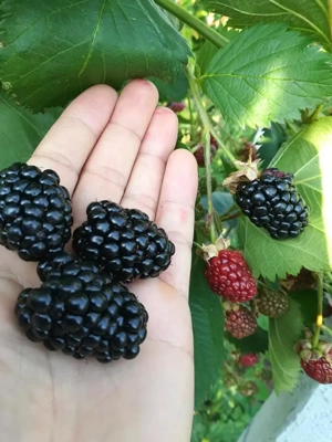 Mure -butasi din soiul Thornfree 