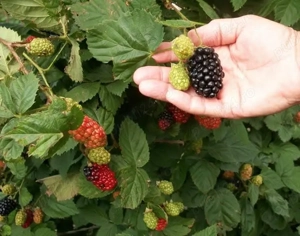 Mure -butasi din soiul Thornfree  - imagine 2