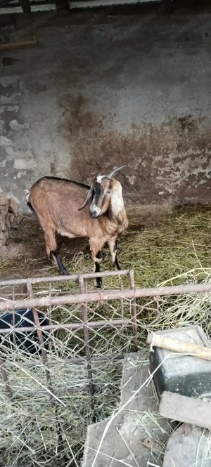 Vind o caprita cu ied de doua saptamini