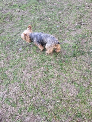 yorkshire mini toy - imagine 2