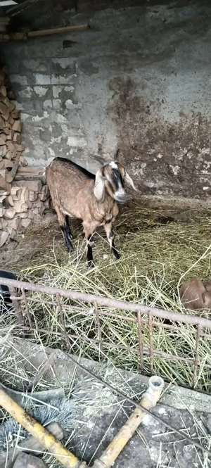 Vind o caprita sau achimb cu un tap de un an - imagine 6