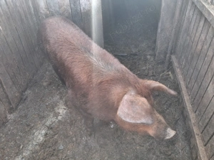 Vand  vier  duroc  - imagine 4