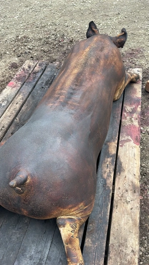 porci de vanzare - imagine 5