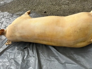 porci de vanzare - imagine 3