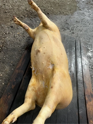 porci de vanzare - imagine 4