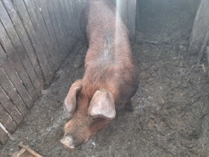 Vand  vier  duroc  - imagine 3