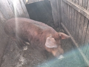 Vand  vier  duroc  - imagine 2