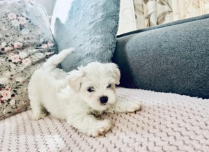 Vand bichonel talie mica baiat 6 saptamani