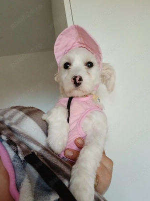 Bichon femela  - imagine 4